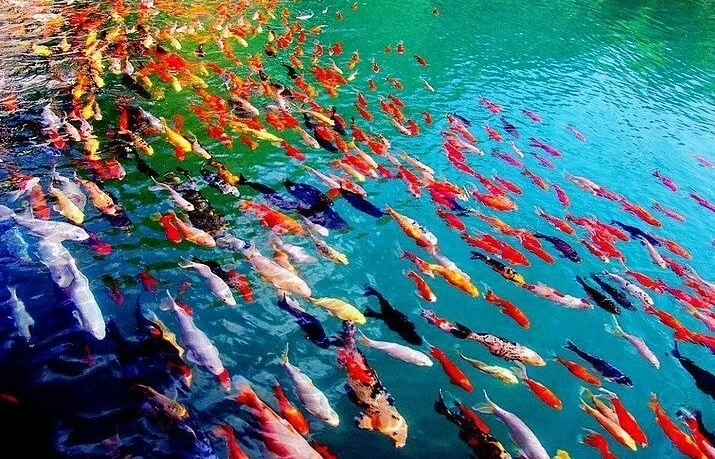 Havedam